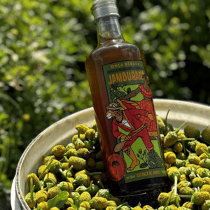Garrafa de cachaça Jamburana localizada entre flores de jambuzeiro em um campo de cultivo